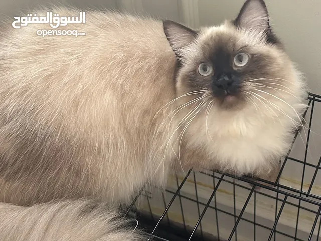 Himalayan cat nice cat love kids she take her all vaccine and “The cat is sterilized she have