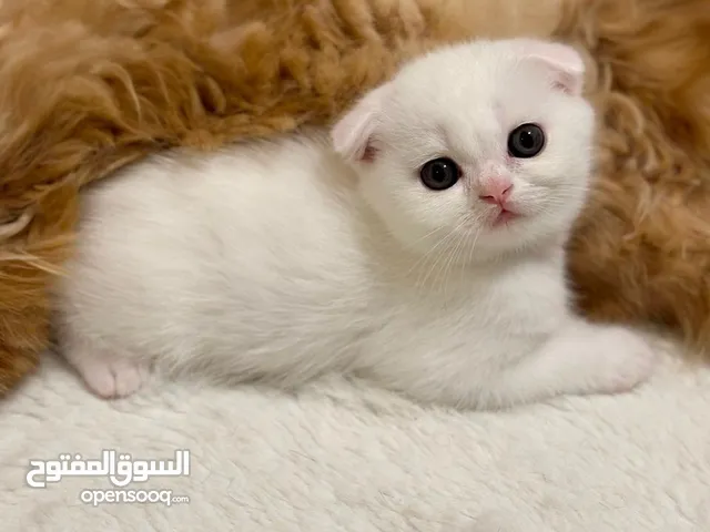 Pure White Scottish Fold kitten