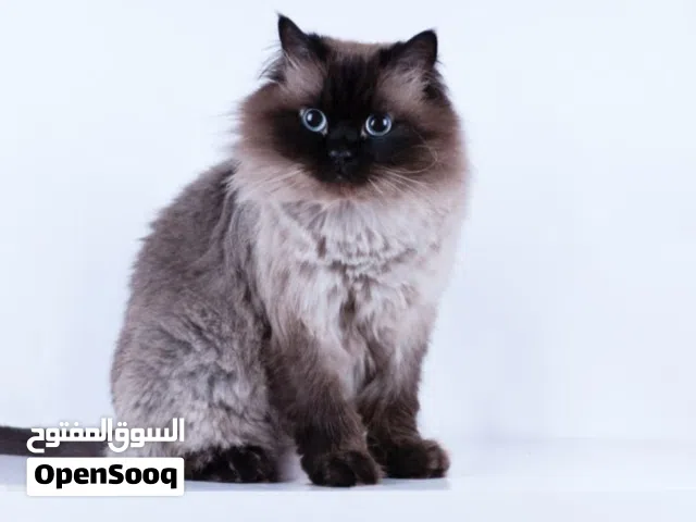 هملايا شوكلت للتبني بسعر رمزي 15