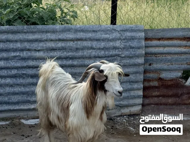 تيس عماني للبيع