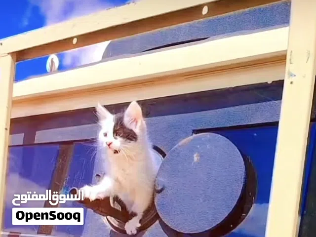 Used Hyundai Verna in Tripoli