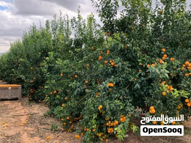 Farm Land for Sale in Jordan Valley Other