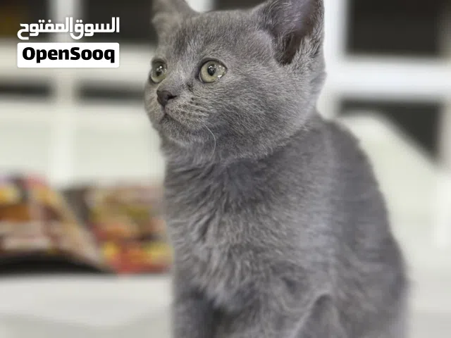 Persian cat for sale