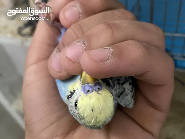 جوزين لف بيرد