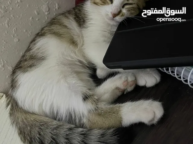 قطه مع صغارها تنين للتبني