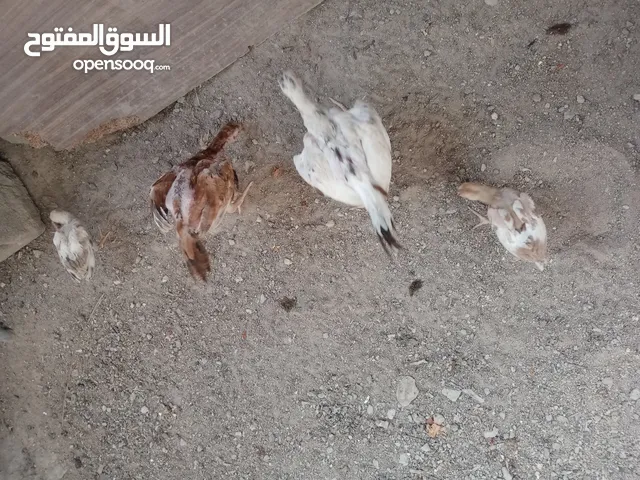فراريج هراتي تركي الاصل صحة ونضافة ويتميز بلشجاعة مقاتل