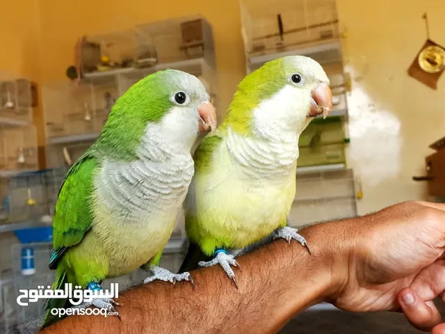 زوج ببغاء كويكر (Quaker Parrot)