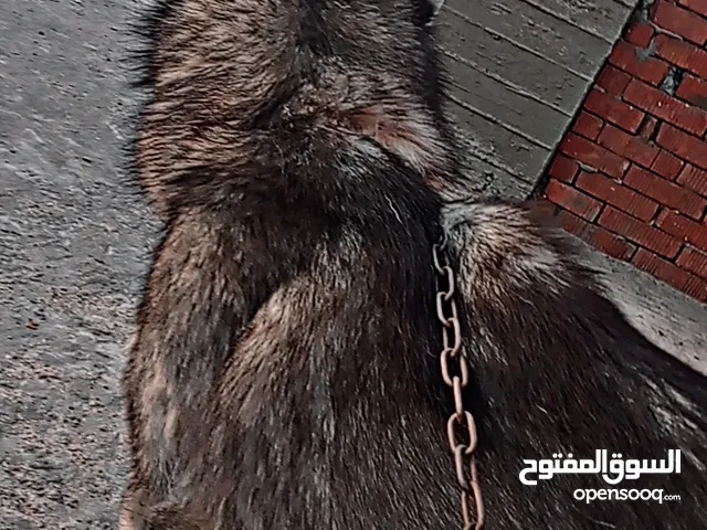 مميز اوي وصل افخم كلب هاسكي ممكن تشوفه اوعي يفوتك قول سعرك ومش هنختلف