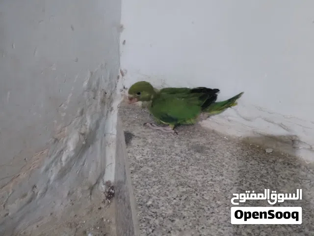 السلام عليكم طير دره تبزيري.. اقرأ التفاصيل