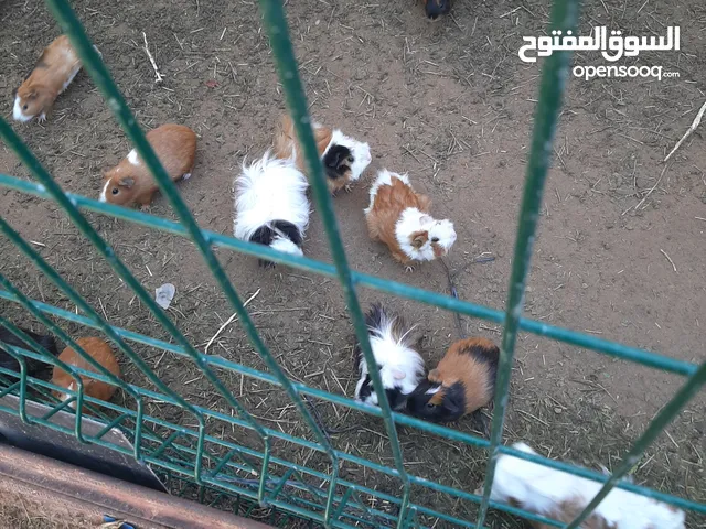 هامستر قندي