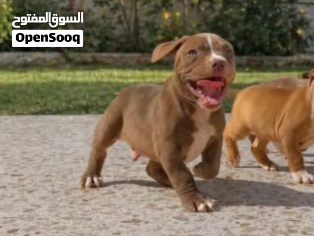كلاب بيتبول العمر شهرين واكم اسبوع