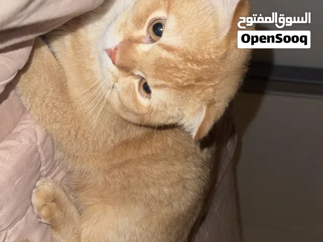 سكوتش فولد