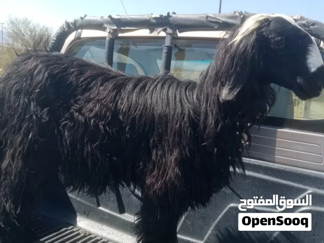 للبيع كبش سمين ماشاء الله ذبيحه ماتتفوت
