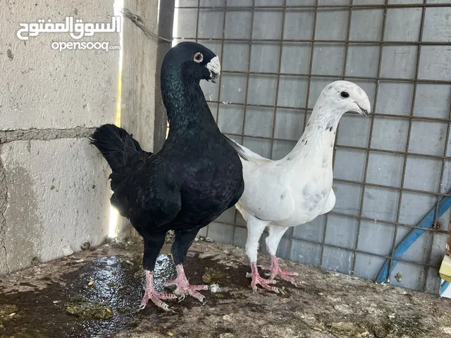 متاح بالصلاه على رسول الله خمس جواز منتجه