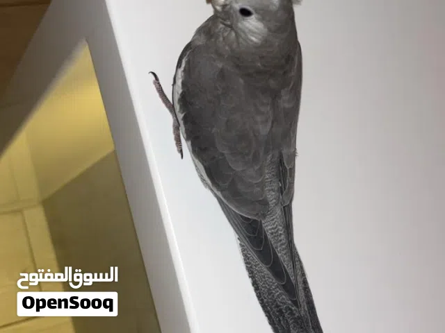 كوكتيل وايت فيس اليف طيران حر