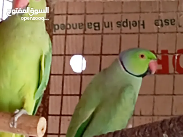 محمد بن عيسى بن سعيد بن