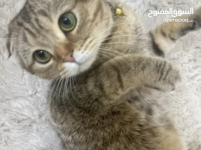 قط متربي فل بيت بي صحته جيد اريد بيعه