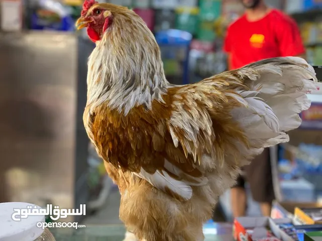 دجاج براهمي وباكستاني وبلدي للبيع