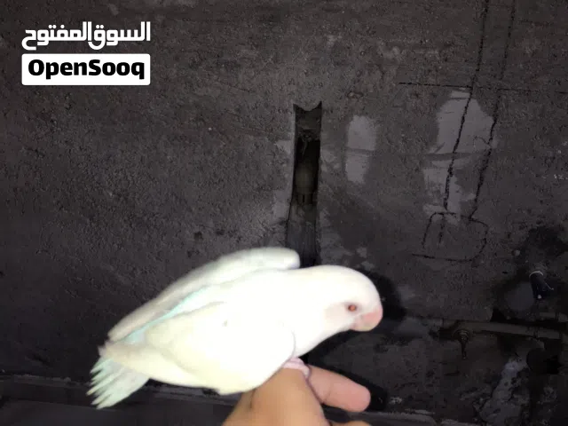 عصفور بركاديلو البينو عين حمراء