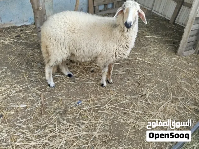 حوليه للبيع