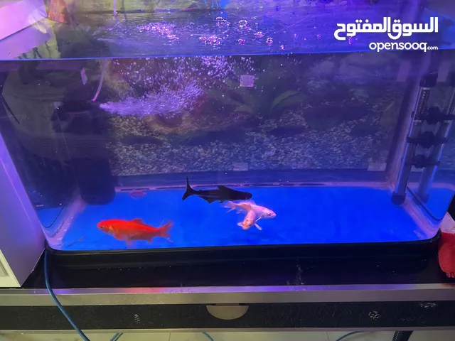 Fish’s including tanks heater and filter and lights this includes food and water cleaner