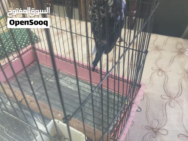 ببغاء  روزيلا نص أليف