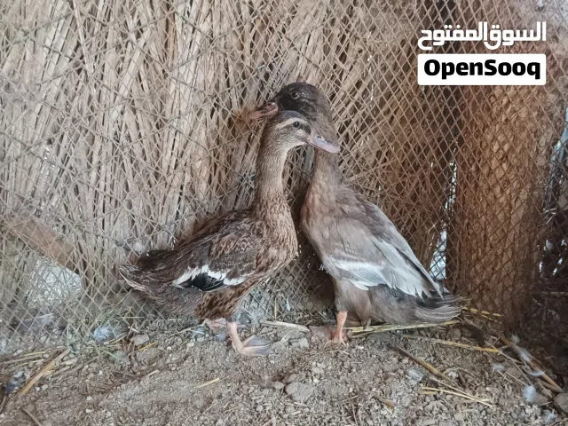 بط بكيني منتج