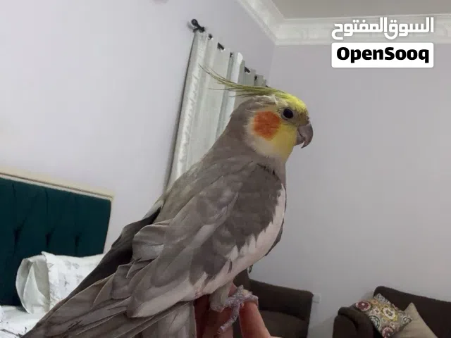 كوكاتيل Cockatiel