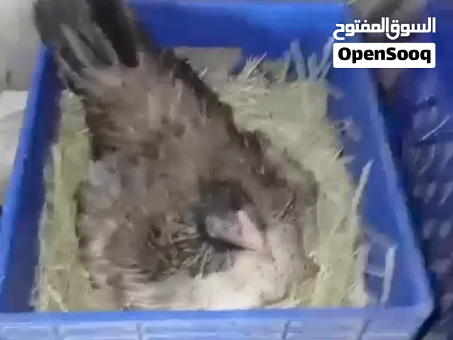 للبيع دجاج  بعد تفوض وبدون فروخه