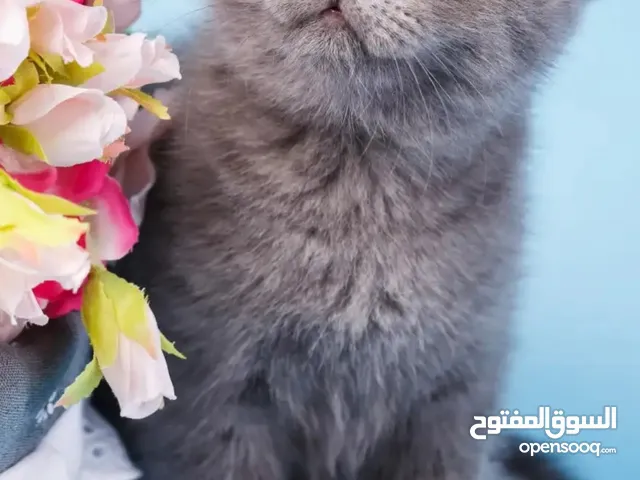 سكوتش لونج هير