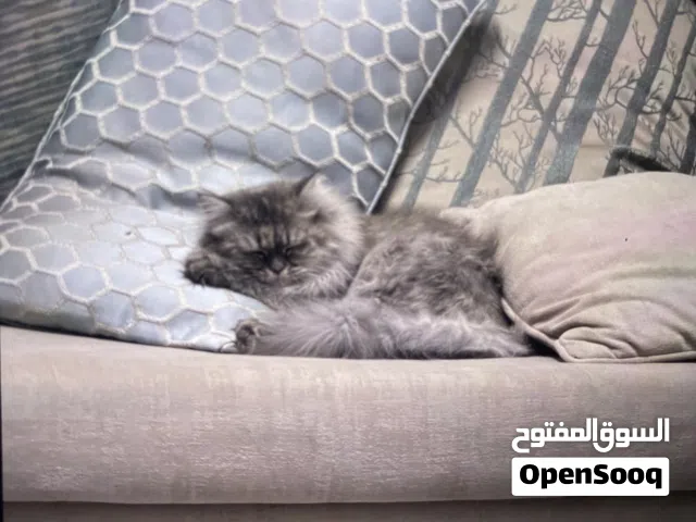 قطط شيرازي وسكوتشي