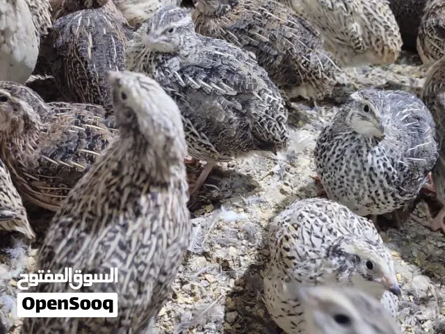 عملائنا الكرام محبين طيور السمان البياض  متوفر الان سمان بياضات مضمون شيء فاخر من الاخر.