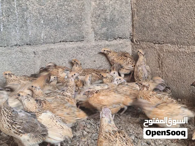 سمان للبيع
