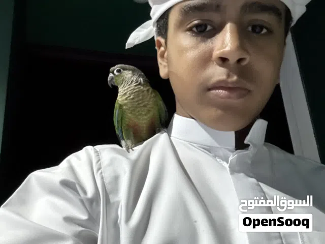 الببغاء كنيور جرين شيك مدرب و أليف و لعوب ومع قفص