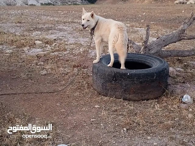 كلبة هاسكي انثى لون ابيض