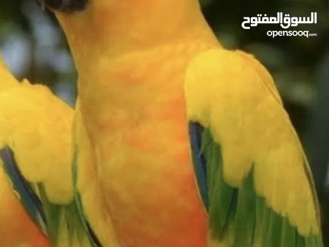 دكر صن كنيور مصوقر