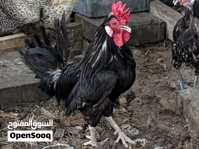 للبيع ديكين اللون اسود