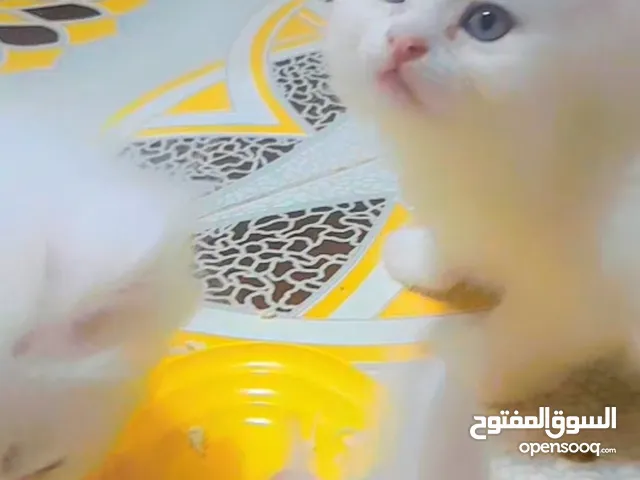 قطط للبيع كتن عمر شهر ونص