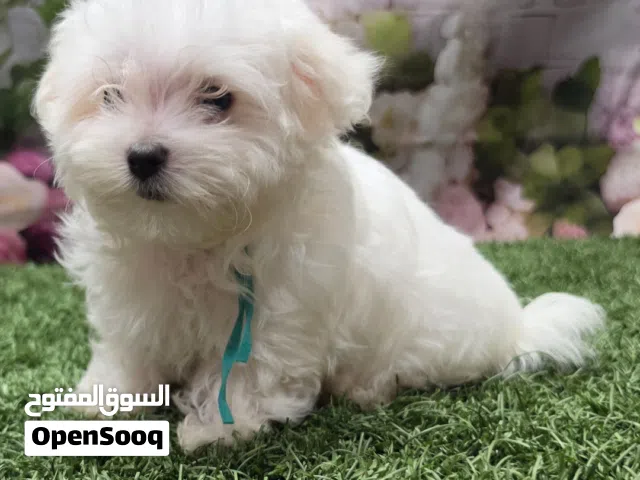 Adorable Young White Puppy  - Sweet & Playful Companion