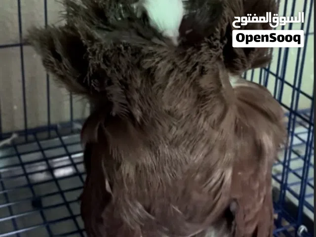 حمام زينة ( ذكر بو فوطه ) (زوج شماسي) (زوج بو فوطه