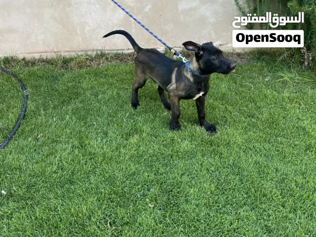 مالينوا عمر 3 اشهر
