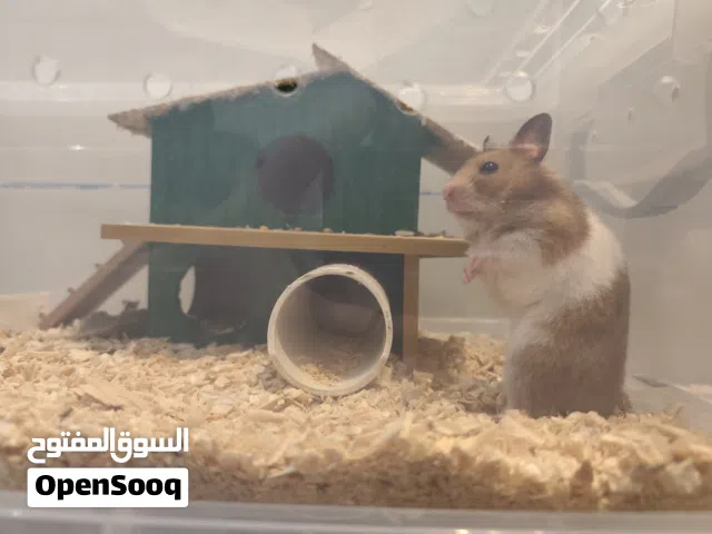 هامستر سوري