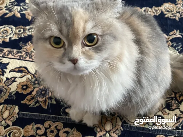 قطة شيرازية للبيع ،تربية منزلية - Well-Trained Persian Cat for Sale