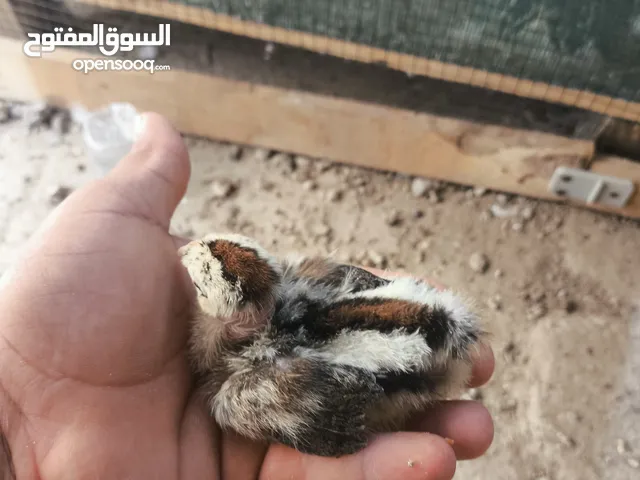 متاح افراخ ابوركيبه 11 زوج اقرأ الوصوف