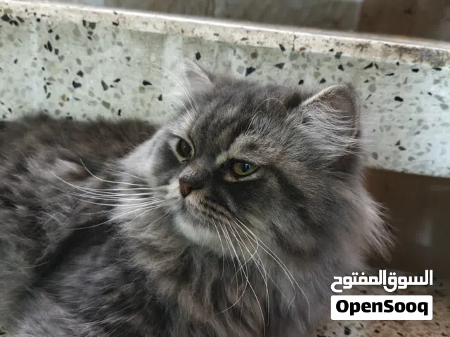 بزونه شيرازي عمره 25/35