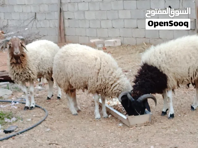 تلاته خرفان