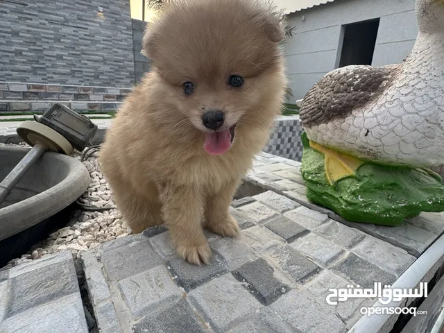 جراوي بومرينين