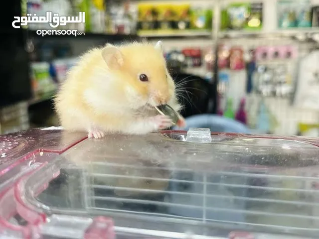 هامستر و أقفاص هامستر وعروض خيالية من محلات Black wolf وتتوفر لدينا خدمة التوصيل