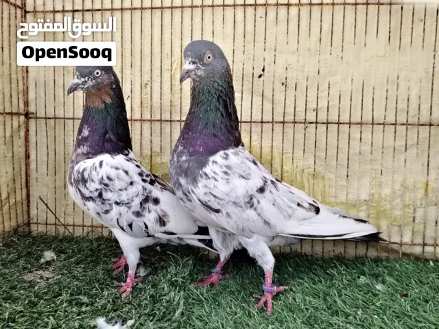 حمام باكستاني مطيار    حمام باكستاني للبيع