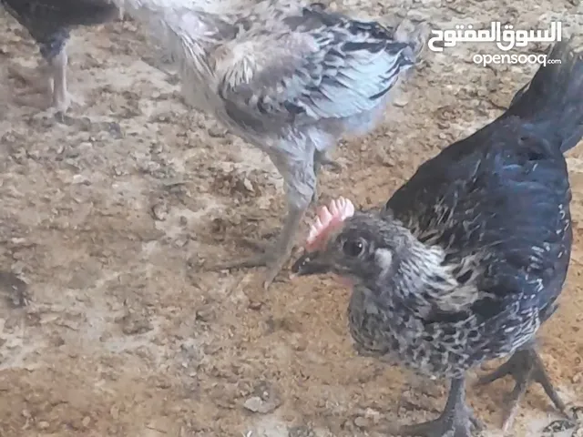 فراخ بلدي للبيع بسعر ممتاز وبأقل الاسعار